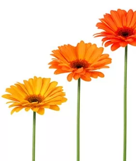 Tela Stampata Grande Larghezza Fiori