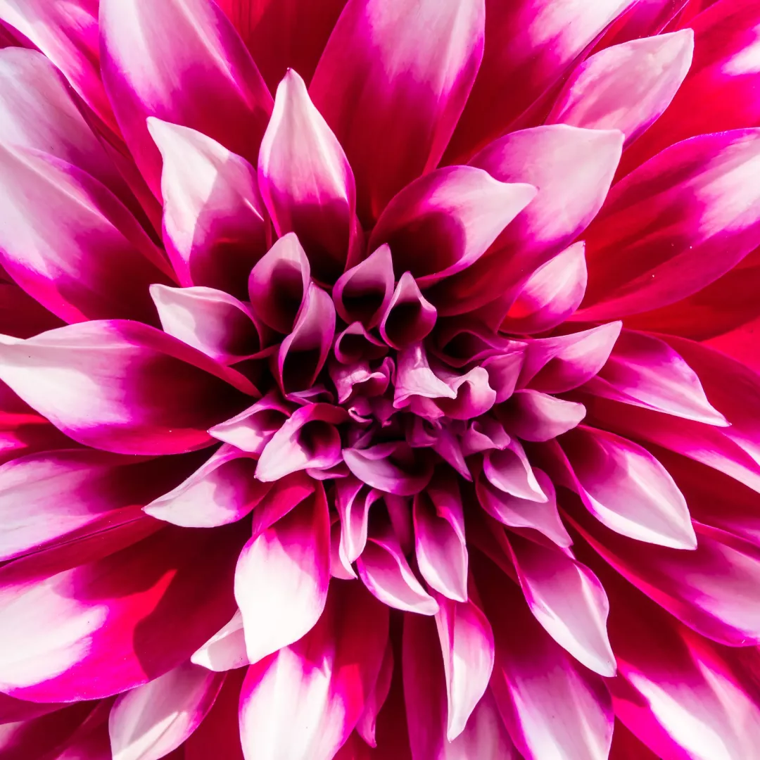 Extra large Width Printed Fabric Flowers